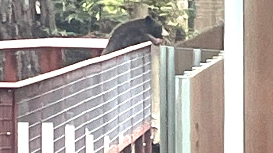 A wild bear that sneaked into Sequoia Park Zoo