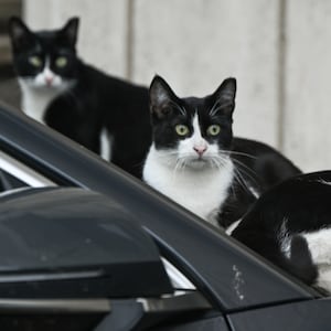 Cats rest on the hood of a parked car.
