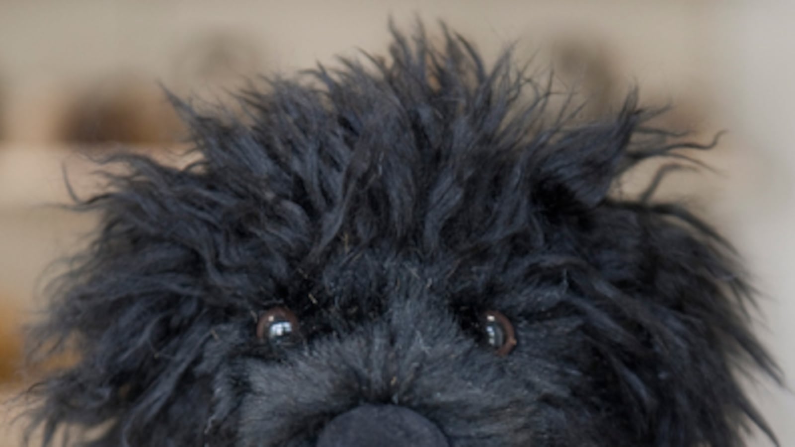 cheats/2009/06/05/bo-toy-hits-germany/obama-toy-dog_v0mxbj