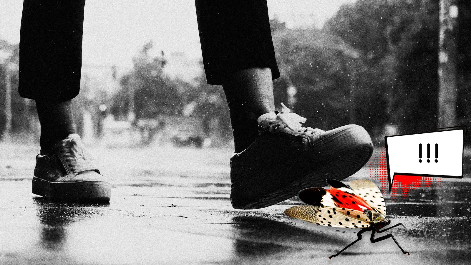 220825-Bender-lanternflies-tease-2_bbofbv