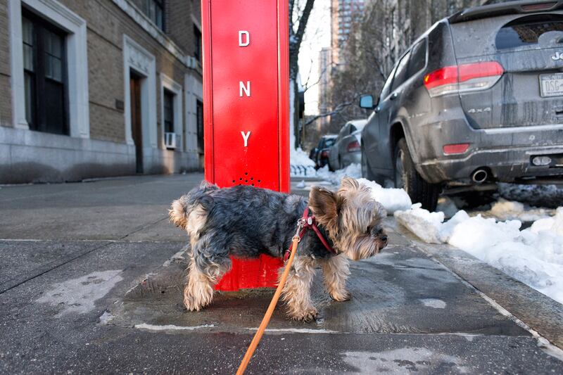 galleries/2015/02/22/inside-the-posh-life-of-a-new-york-yorkie-photos/150220-bear-dog-06_ptojmv