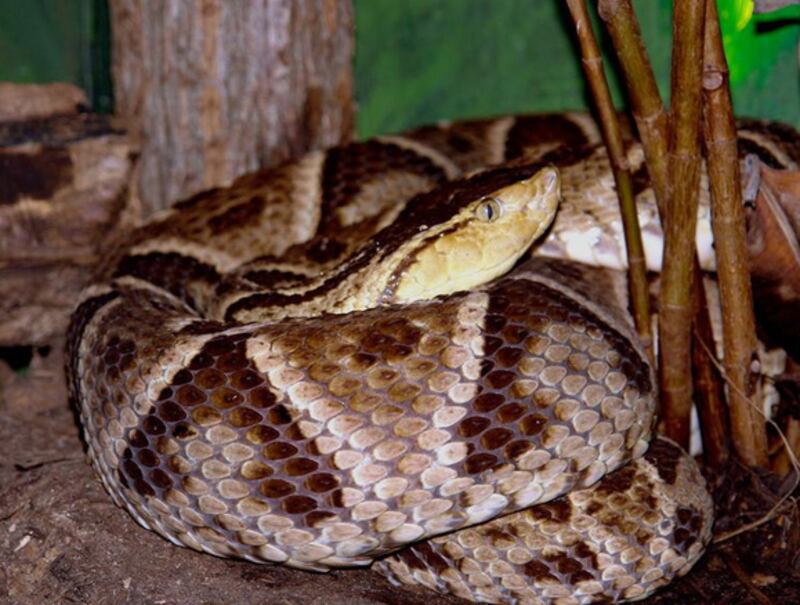 galleries/2010/02/25/the-world-s-deadliest-snakes/deadliest-snakes---yellow-jawed-tommygoff_qljg2r