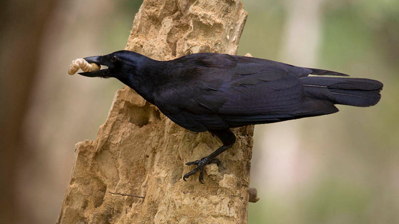 New_Caledonian_Crow2_ivgzjh