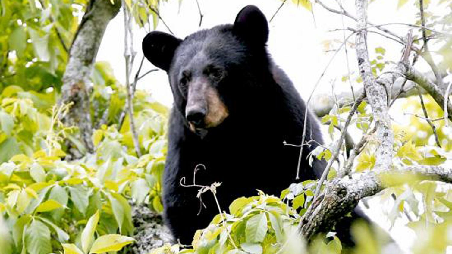 A black bear