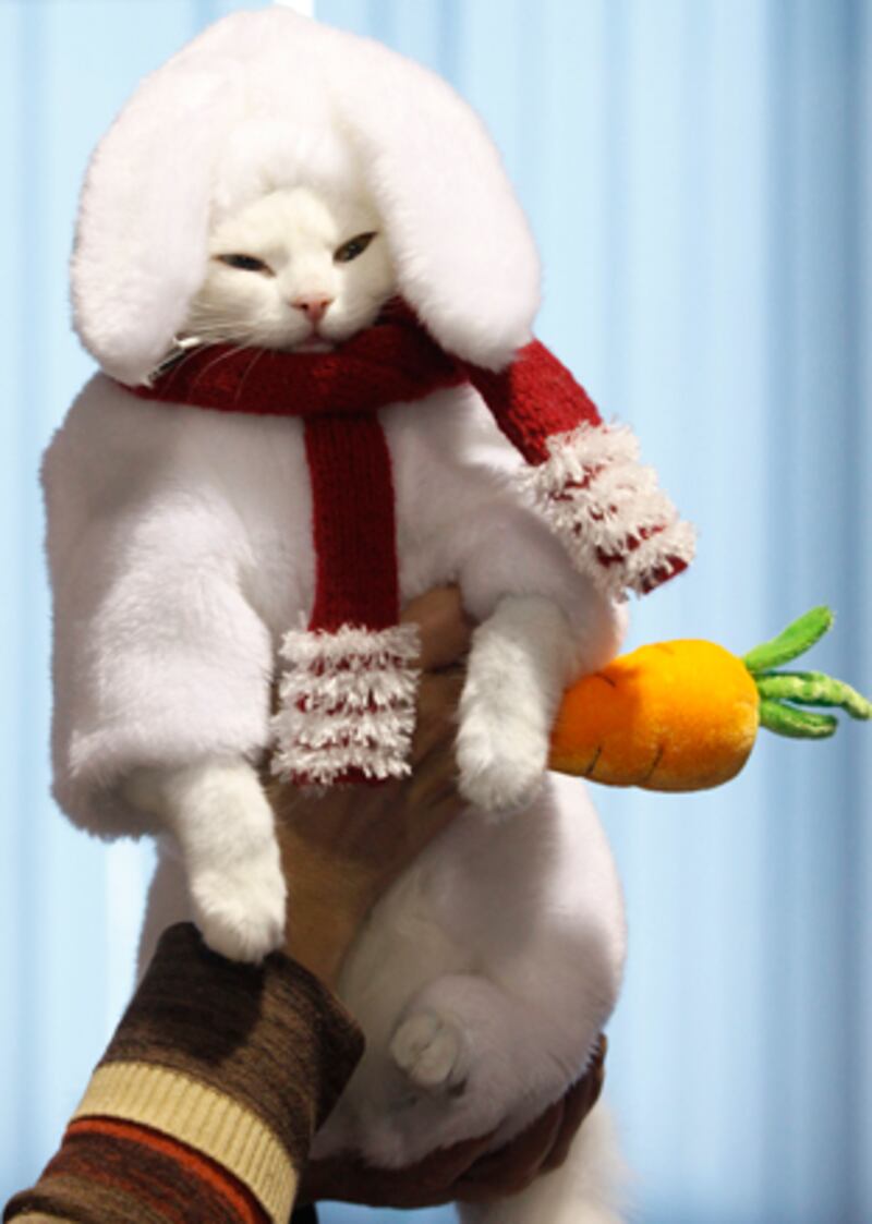 galleries/2010/10/28/cats-in-costume/cats-in-costume---rabbit_h67b0r