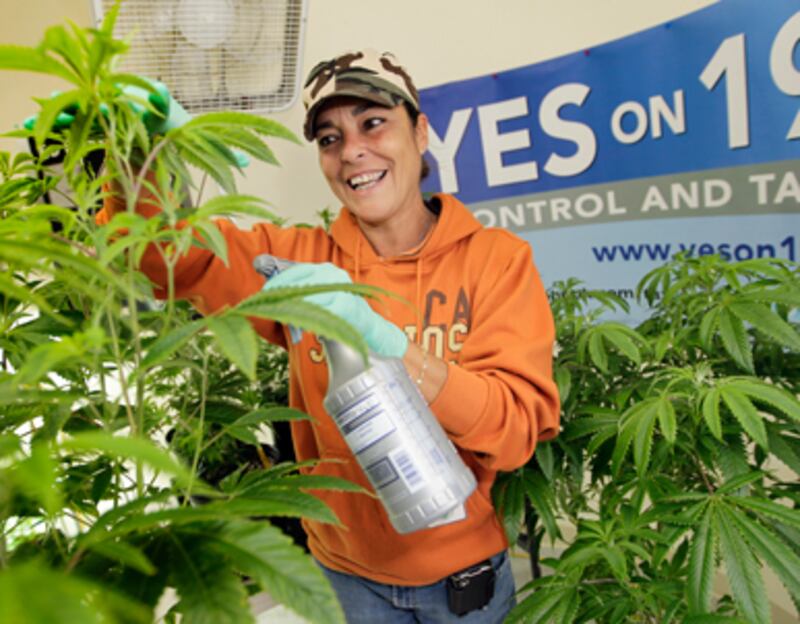 articles/2010/11/05/legal-pot-california-was-right-to-defeat-prop-19/rosenthal-california-pot_139039_irpvvw