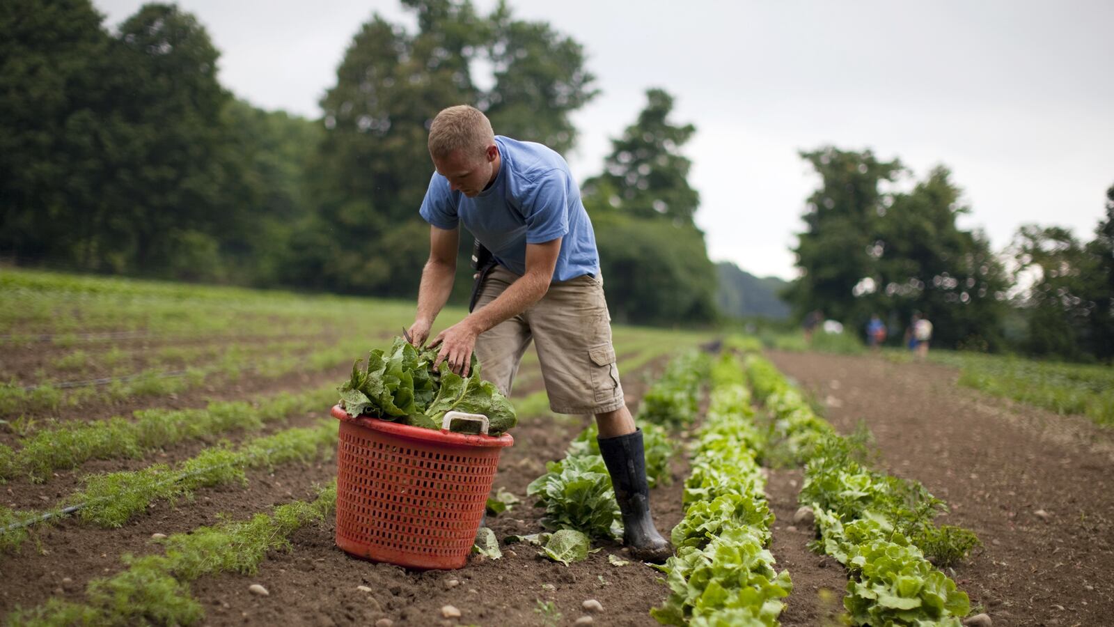 articles/2013/04/18/big-idea-farming-treats-cancer/130411-farmacology-book-tease_eodpif