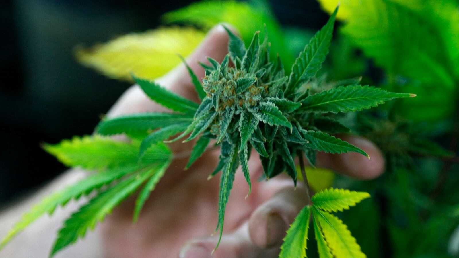 cheats/2014/01/28/congress-eases-up-on-hemp/140128-hemp-oregon-cheat_n81bkn