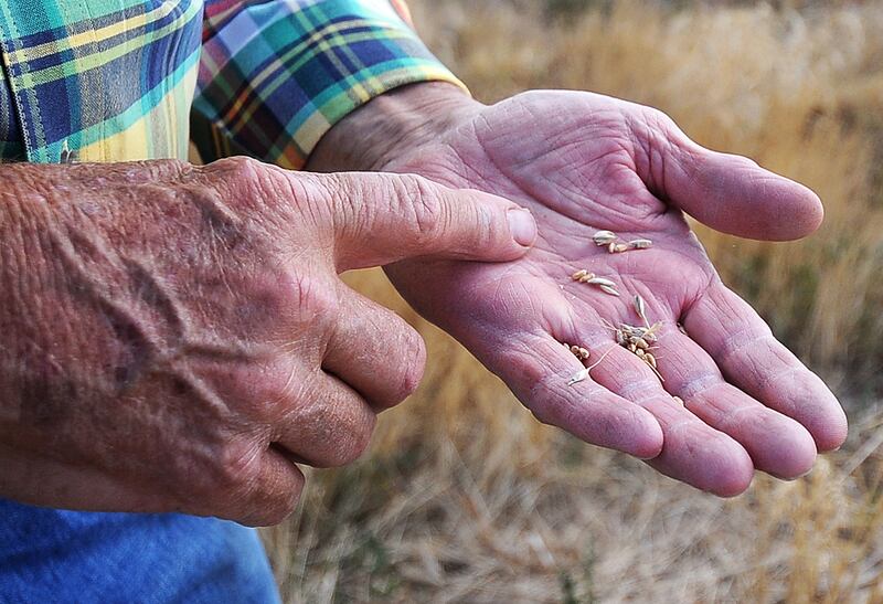 galleries/2012/08/09/praying-for-rain-at-sunshine-ranch-photos/texas-drought-9_nz06y3