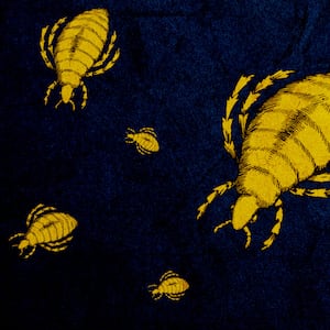 Illustration of fleas that can cause typhus