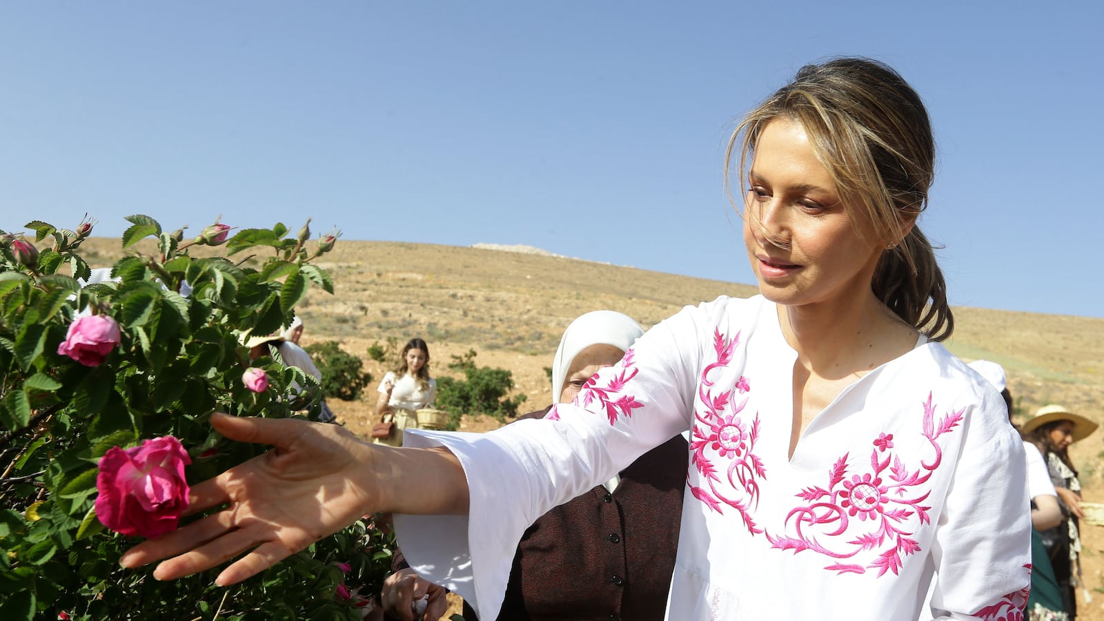 Syrian First Lady Asma al-Assad harvests Damascena (Damask) roses in the village of al-Marah, in the Damascus countryside, on May 25, 2023. (Photo by LOUAI BESHARA / AFP) (Photo by LOUAI BESHARA/AFP via Getty Images)