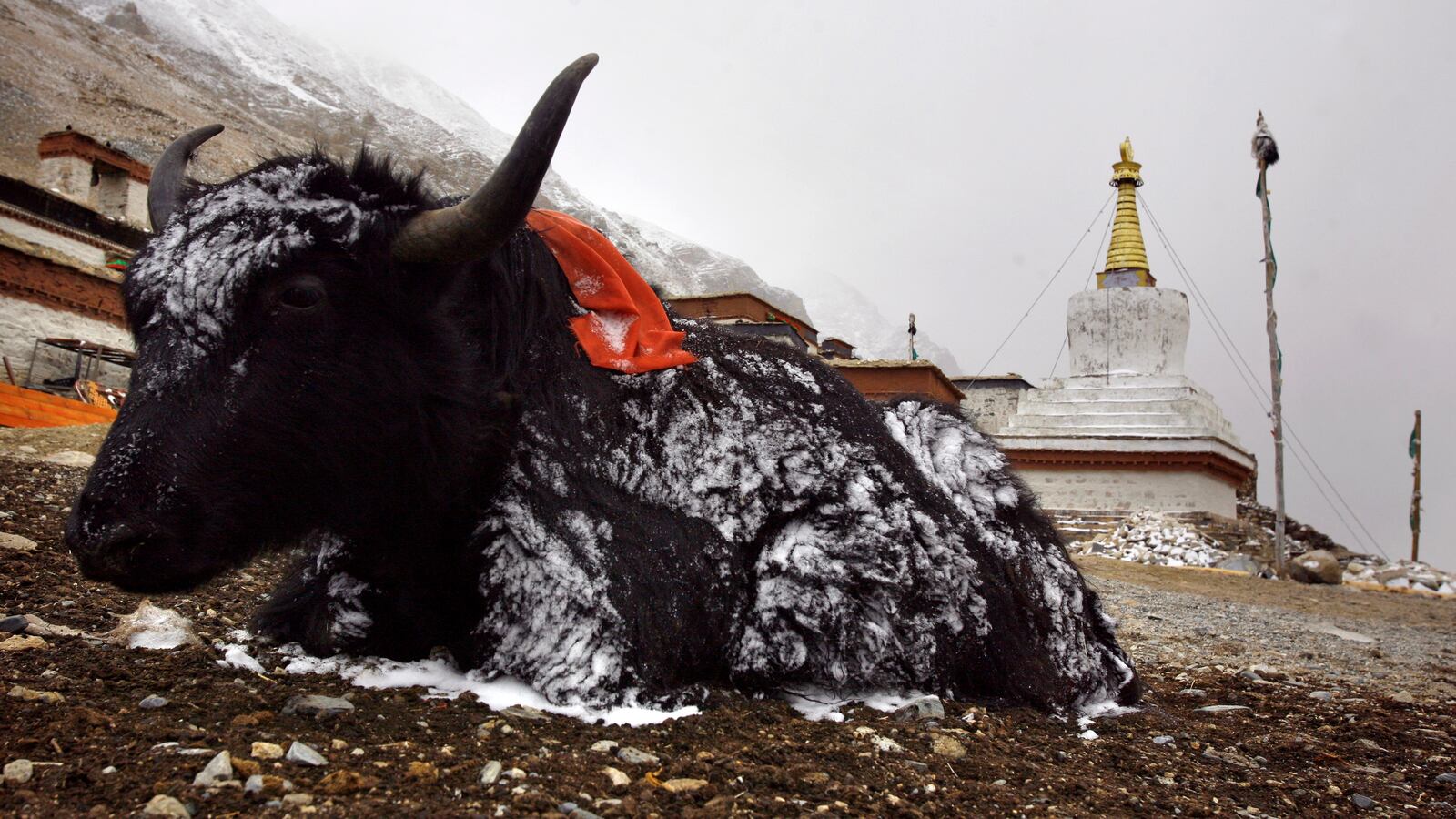 A yak at the foot of Mount Everest. A Welsh hiker was gored by a yak as she FaceTimed her family en route to a base camp on the mountain.
