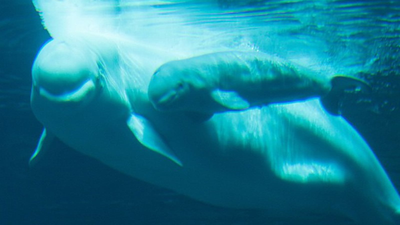 articles/2015/08/18/georgia-s-baby-beluga-battle/150817-allen-beluga-tease_igqtyd