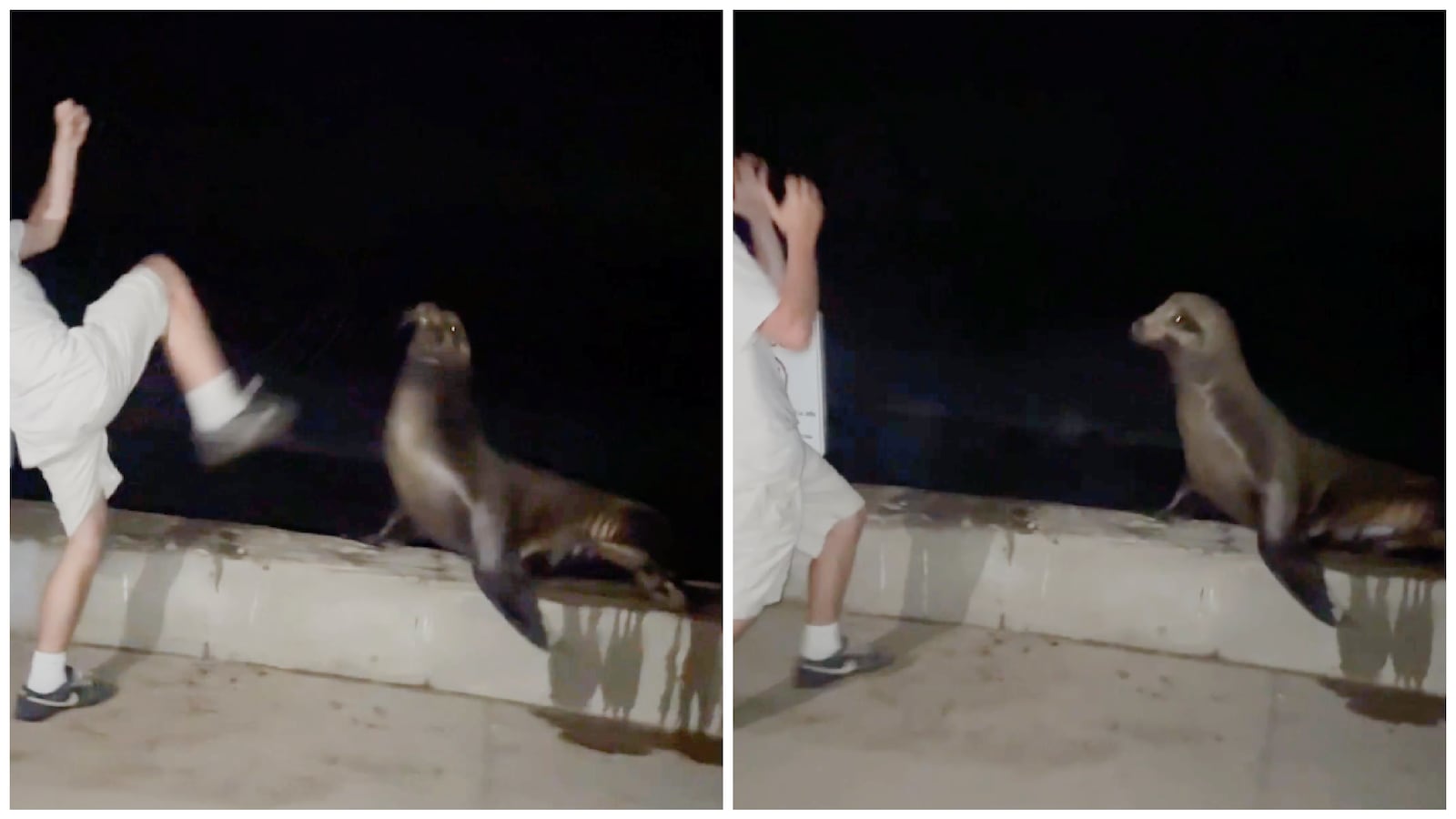 Sea lion
