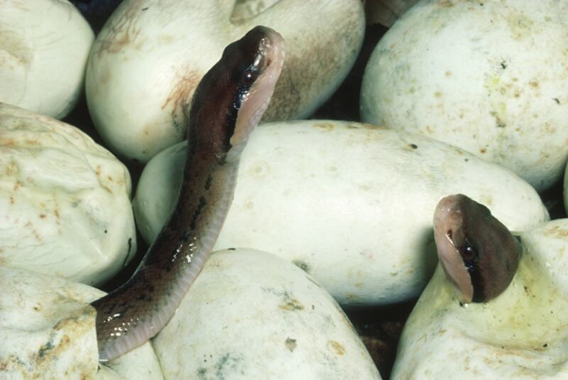 galleries/2010/02/25/the-world-s-deadliest-snakes/deadliest-snakes---bush-master_wire0q