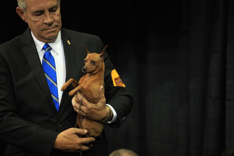 galleries/2014/02/12/westminster-parade-of-purebreds-photos/westminster-gal-12_se75sw