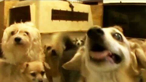 videos/2010/07/29/97-dogs-on-confessions-animal-hoarding/animal-120_ywrk6n
