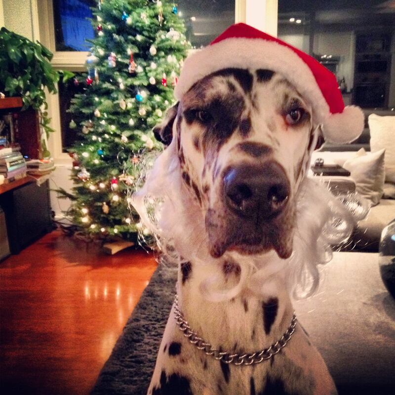galleries/2012/12/25/santa-paws-dogs-get-dressed-in-the-holiday-spirit/vedder-thompson_hnvgoq