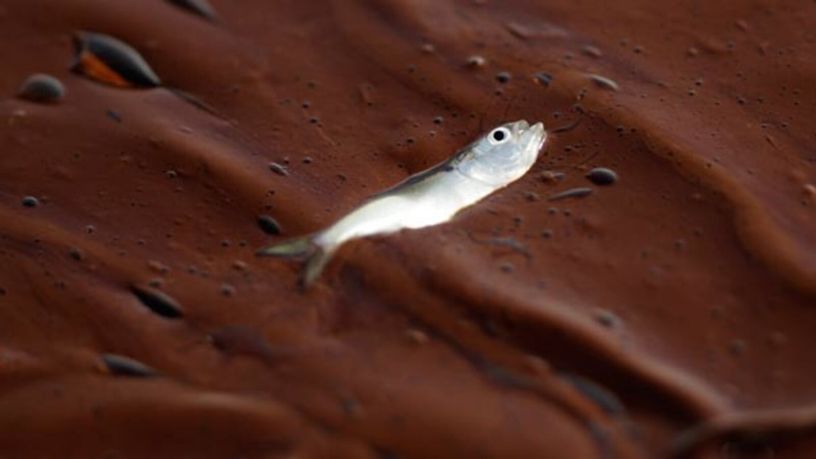 galleries/2010/05/26/shocking-oil-spill-scenes/oil-1-2_u0ft2p