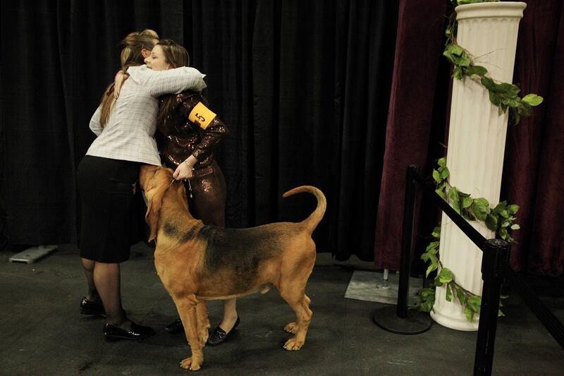 galleries/2014/02/12/westminster-parade-of-purebreds-photos/westminster-gal-10_y1wokv