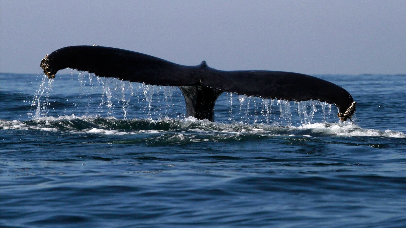 whale_tya0xk