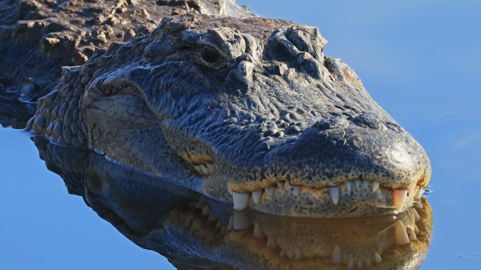 A woman died after being attacked by an alligator while swimming in Florida.