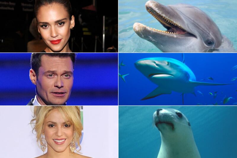 galleries/2012/02/15/shakira-attacked-by-sea-lion-and-more-celebrity-animal-attacks-photos/when-animals-attack-tease_omro1f