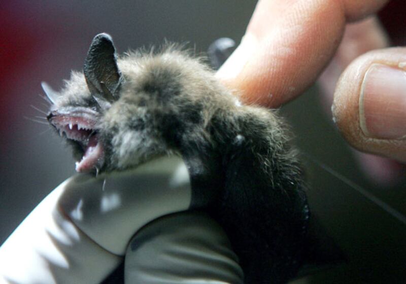 galleries/2011/01/03/animal-mysteries/animal-mysteries---bats_rojin0