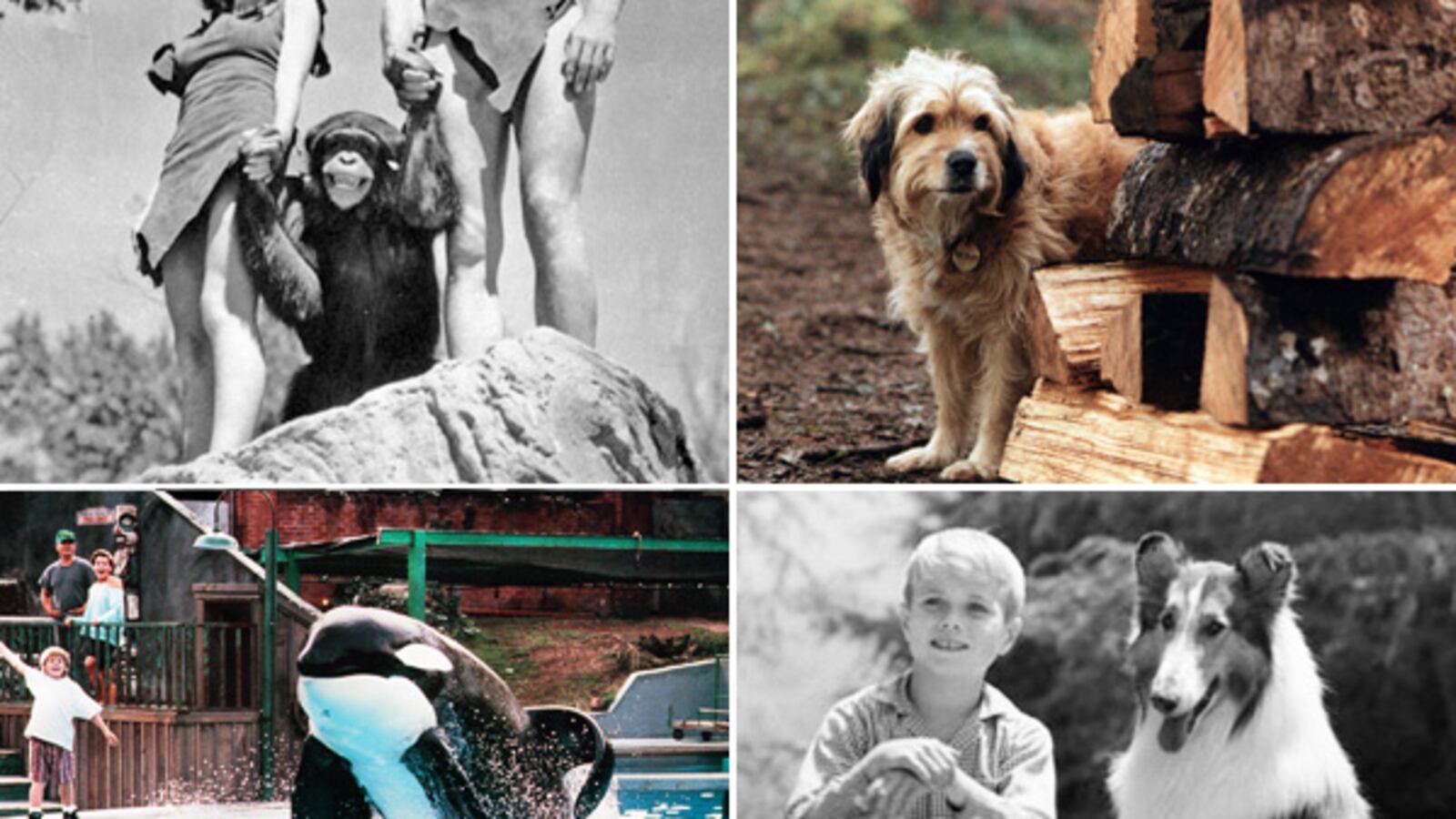 galleries/2011/12/28/rip-cheetah-from-tarzan-and-other-vintage-animal-stars-photos/hollywood-animal-stars-gal-tease_gpeupb