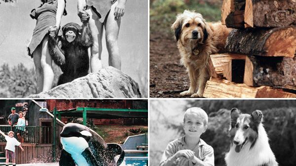 galleries/2011/12/28/rip-cheetah-from-tarzan-and-other-vintage-animal-stars-photos/hollywood-animal-stars-gal-tease_gpeupb