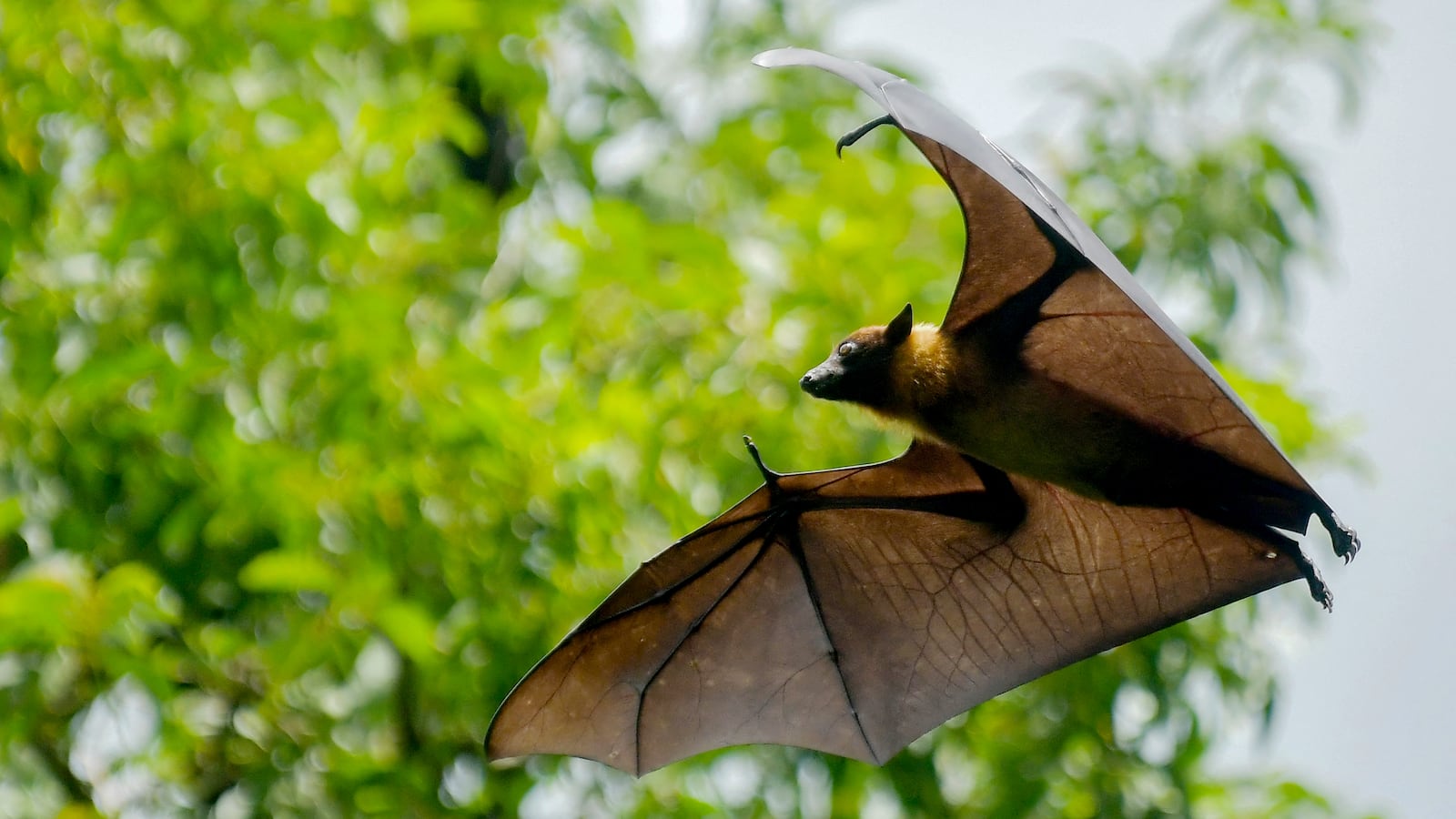 A bat flies near trees on the MBB College campus in Agartala, India, on July 1, 2025. (Photo by Abhisek Saha / Middle East Images via AFP) (Photo by ABHISEK SAHA/Middle East Images/AFP via Getty Images)