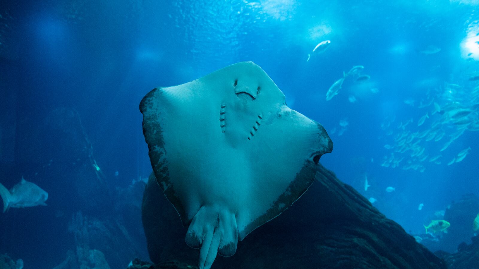 A stingray in North Carolina, not pictured, is expecting pups any day. However, the aquarium has no male stingrays.