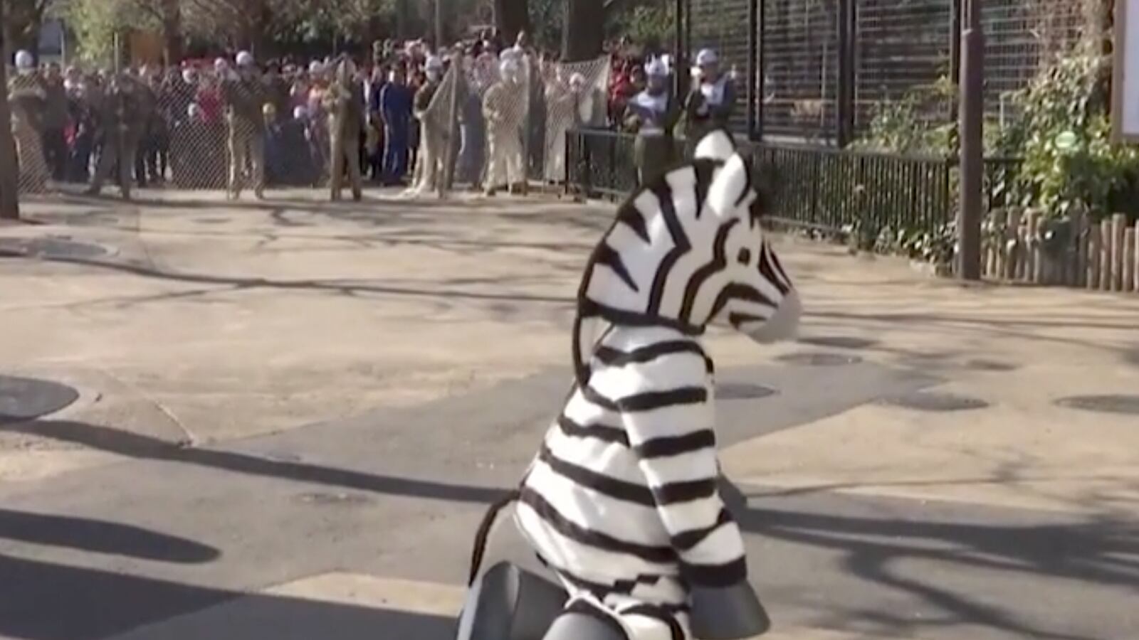 videos/2016/02/03/wtf-japanese-zebra-escape-drill/160203-joiner-zebra_lwk0ai