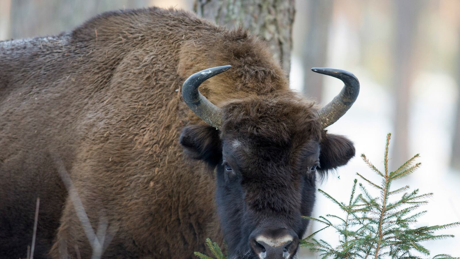 cheats/2015/07/03/more-bison-attacks-plague-yellowstone/150703-bison-attack-cheat_vdolpq