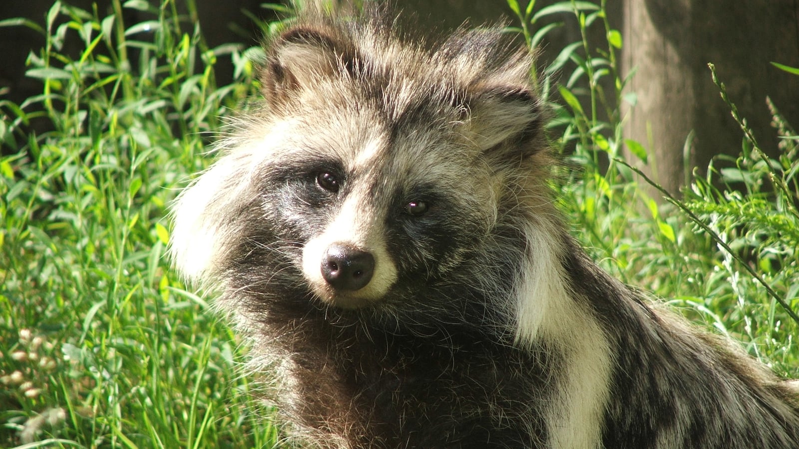 A raccoon dog