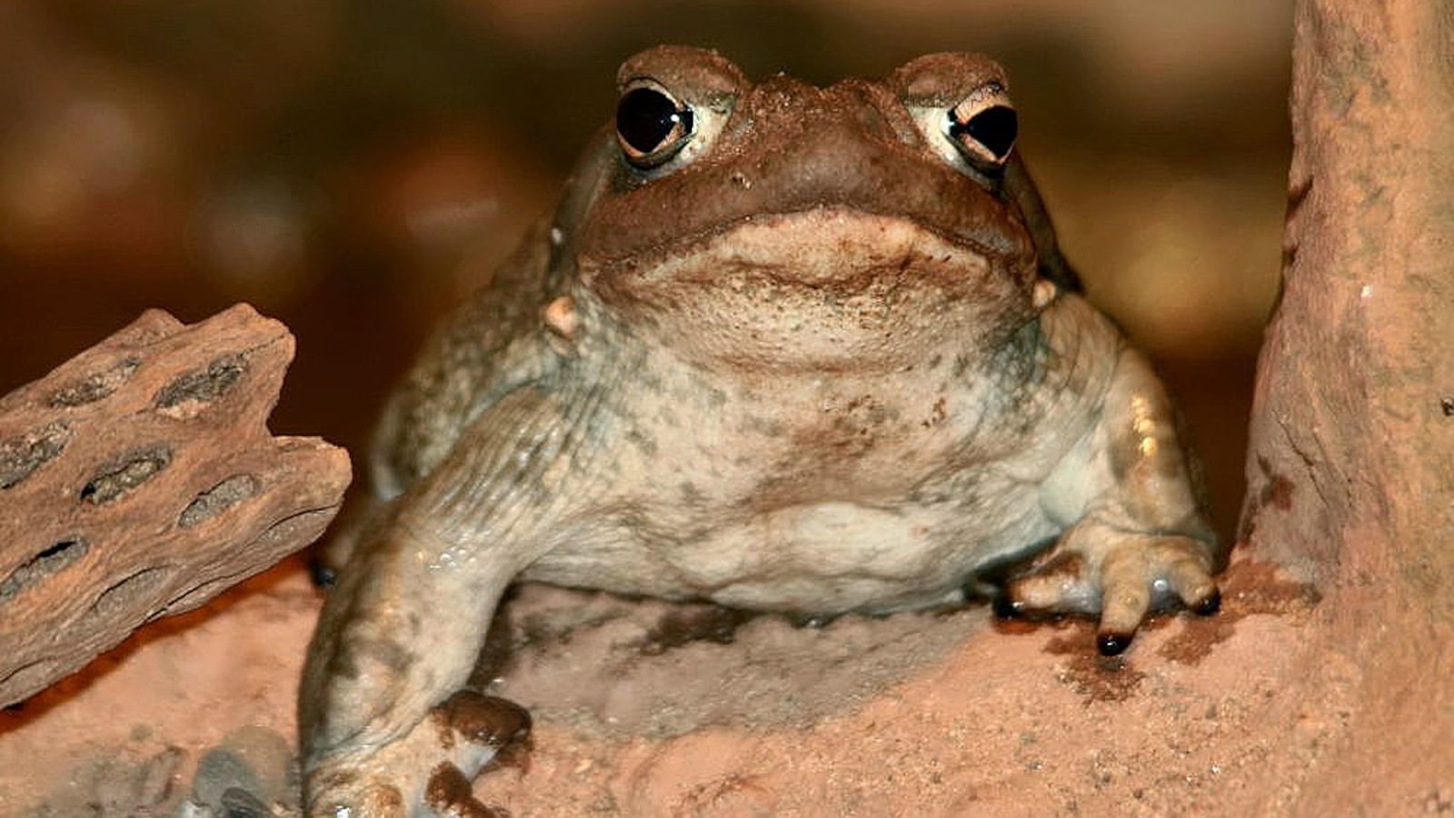 Bufo_alvarius_1zz_1_cpwpw2