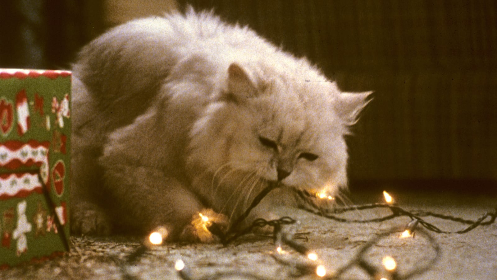 articles/2014/12/12/dinner-at-nitehawk-cinema-christmas-vacation-and-a-beer-in-a-pear-tree/141212-goldstein-lampoon-tease_pblewz