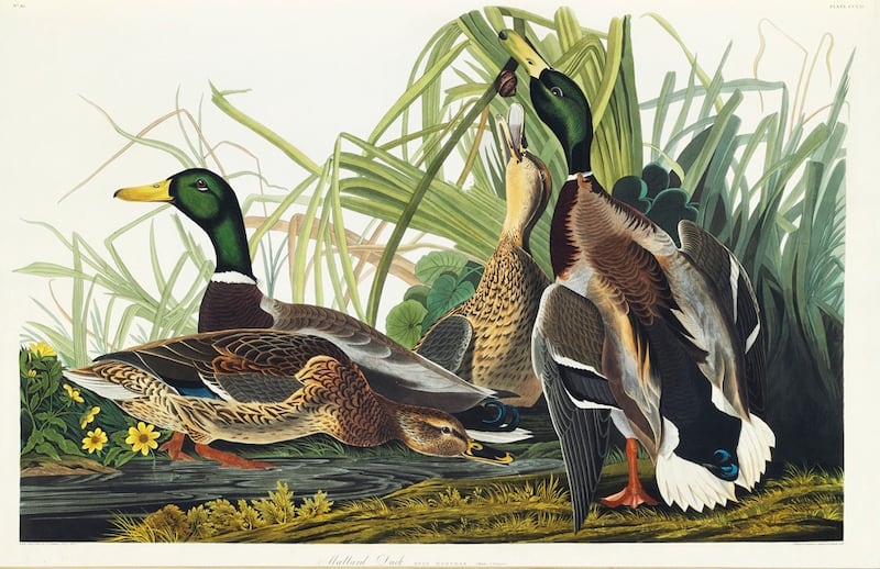 galleries/2012/01/15/christie-s-auctions-audubon-s-birds-of-america-priciest-book-ever/audubon-gal-mallard-duck_tgpklg