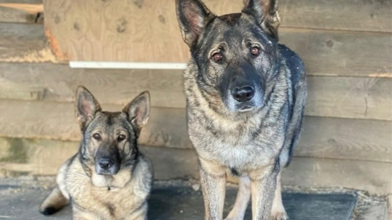 The Caviola family’s two German shepherds.
