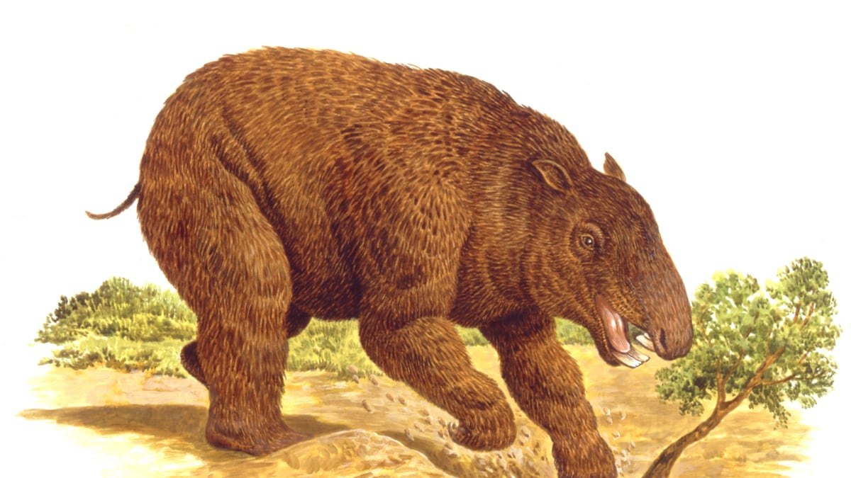 cheats/2011/07/06/giant-wombat-discovered-in-australia/diprotodon-skeleton-discovered-cheat_wprnta