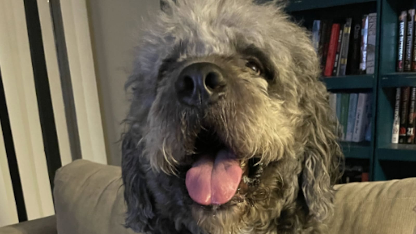 Jameson the dog was shot dead by the LAPD during a welfare check.