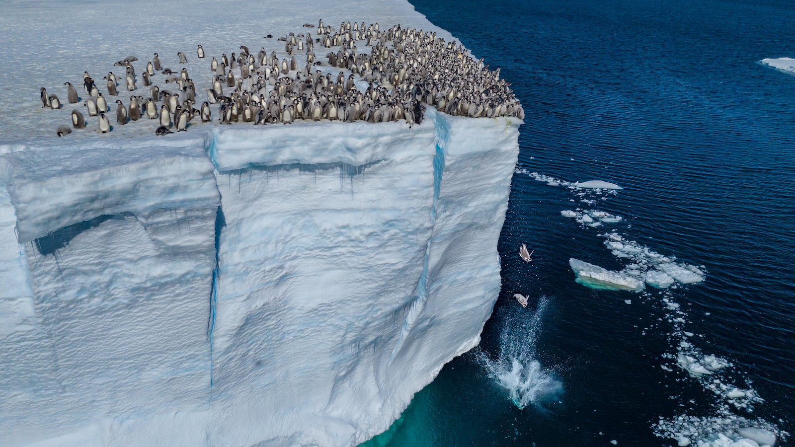 Emperor penguin chicks jumping off the ice shelf edge for their first swim at Atka Bay on the Ekström Ice Shelf in Antarctica.