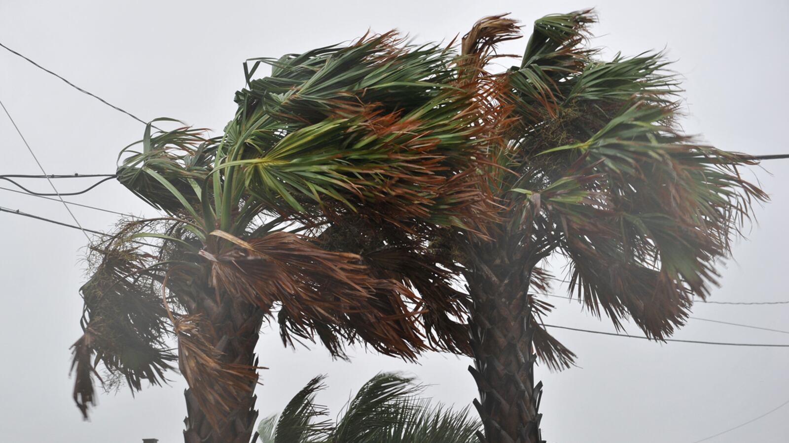 cheats/2011/08/27/n-carolina-man-killed-by-falling-tree/hurricane-irene-casualty-tree-falls-on-man-cheat_hf8rwp