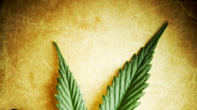 cheats/2011/06/01/medical-marijuana-superstore-opens/marijuana_pk4bhv