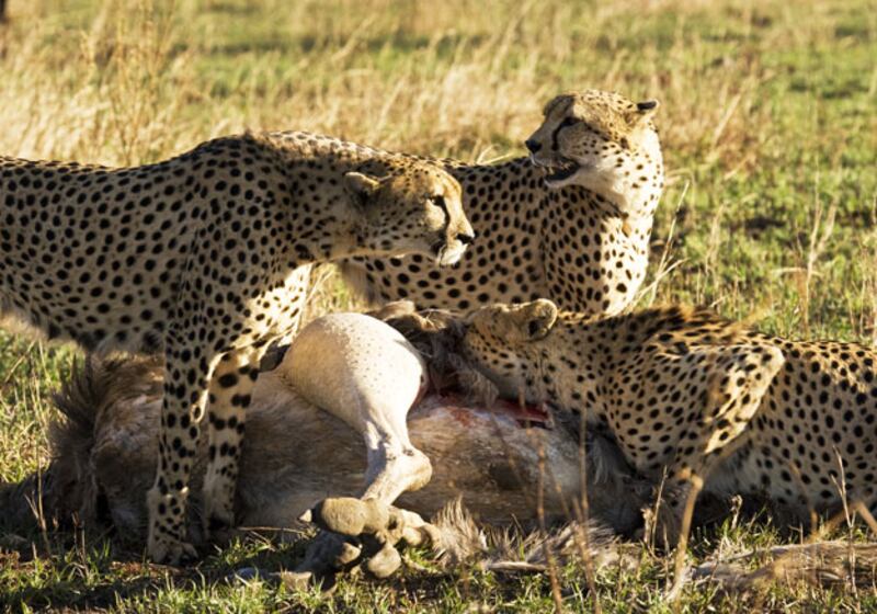 galleries/2010/03/18/life/life---5_mkixe0