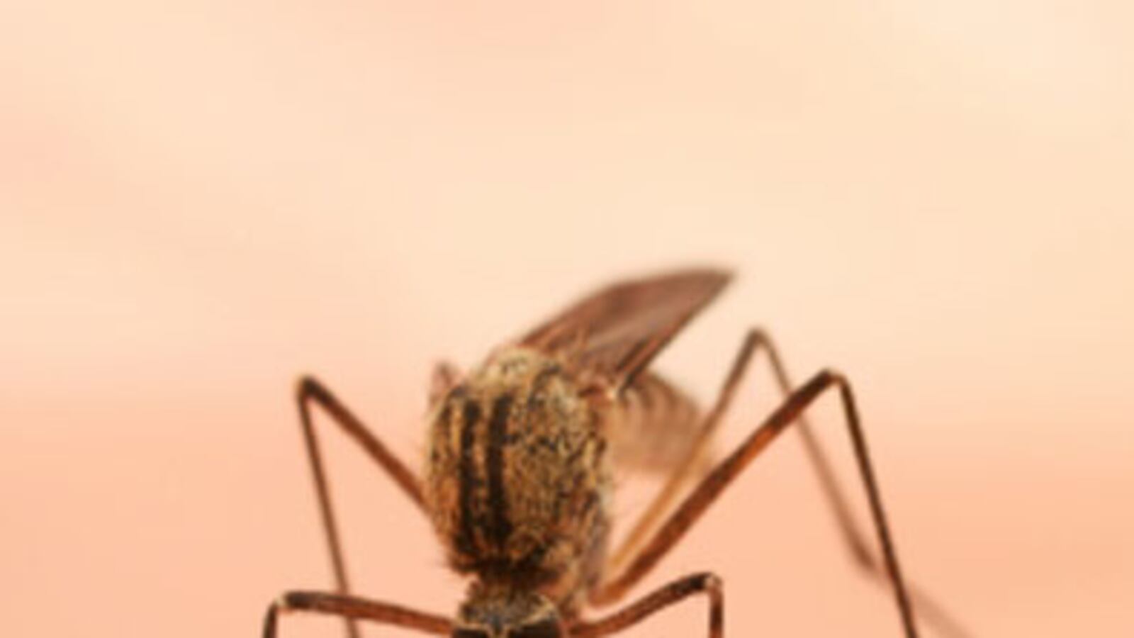 cheats/2010/07/17/malaria-free-mosquitoes-engineered/mosquito_qyqogu