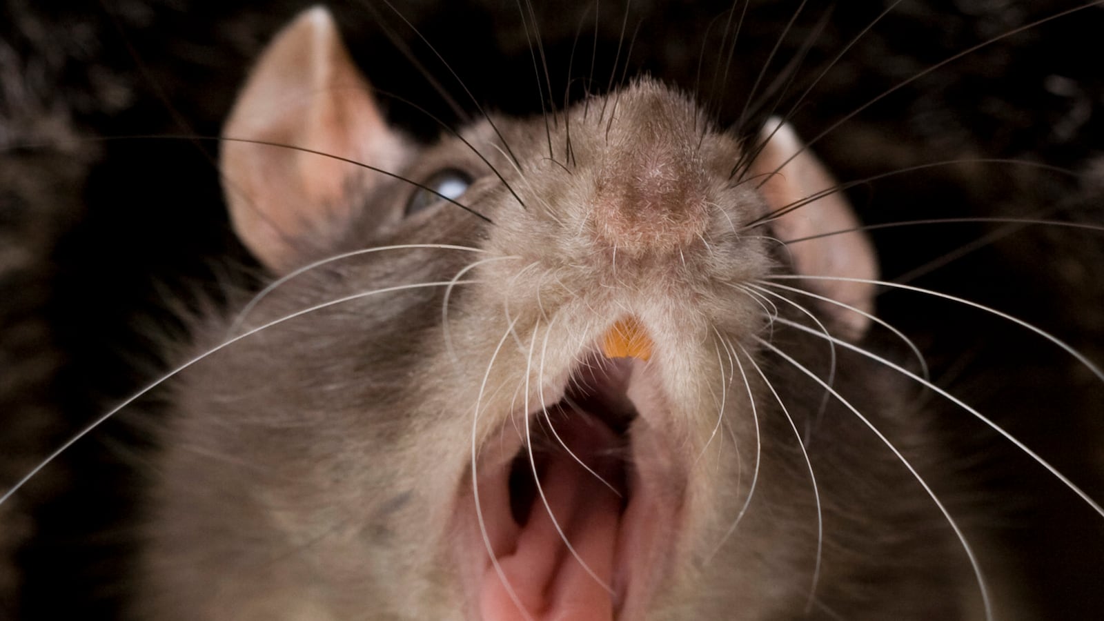 articles/2017/02/17/death-by-rat-returns-to-nyc/170215-warshaw-rats-tease_tsos2h