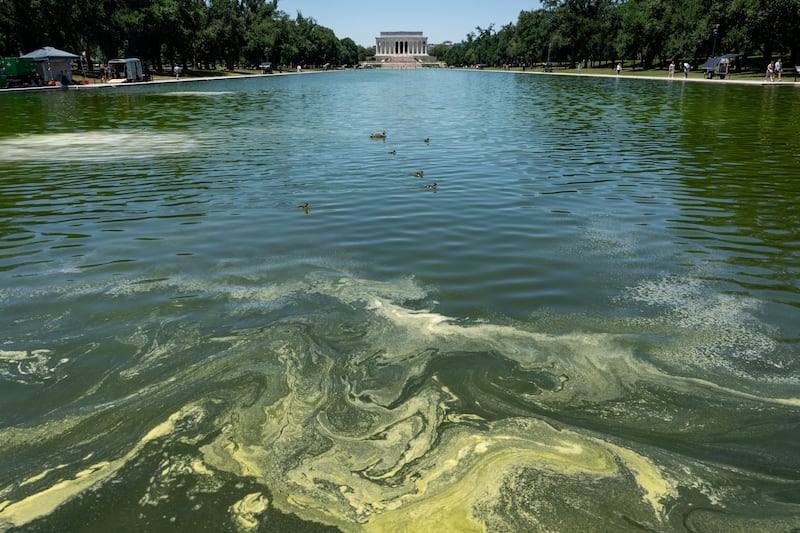 Ducks swim through algae in the Lincoln Memorial Reflecting Pool