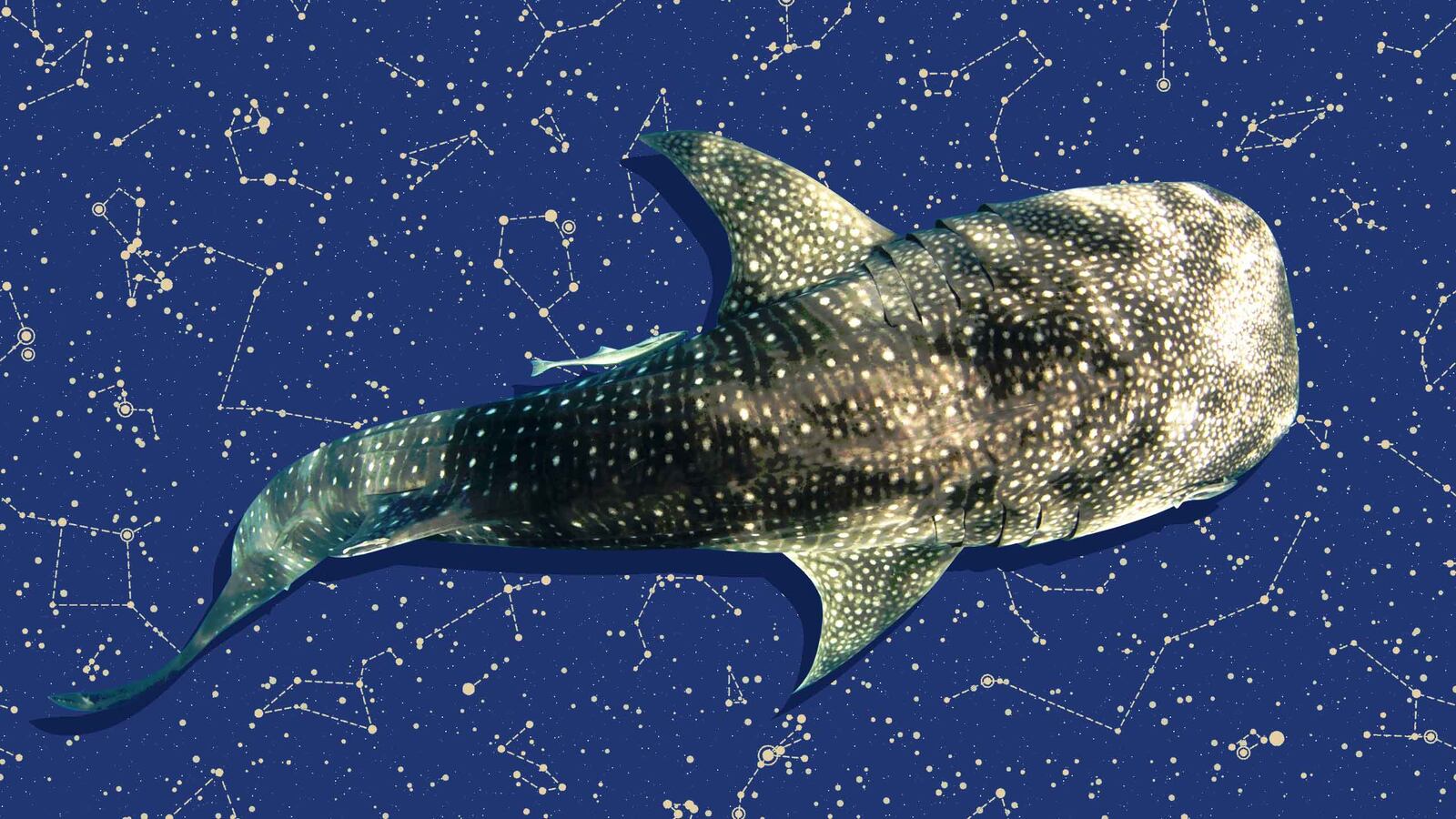 171213-francis-whale-shark-hero_v0voed