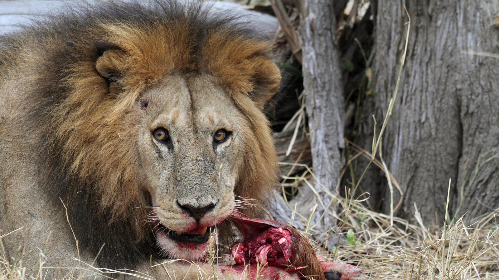 A lion feeds at Tanzania’s Serengeti National Park, Aug. 19, 2012.